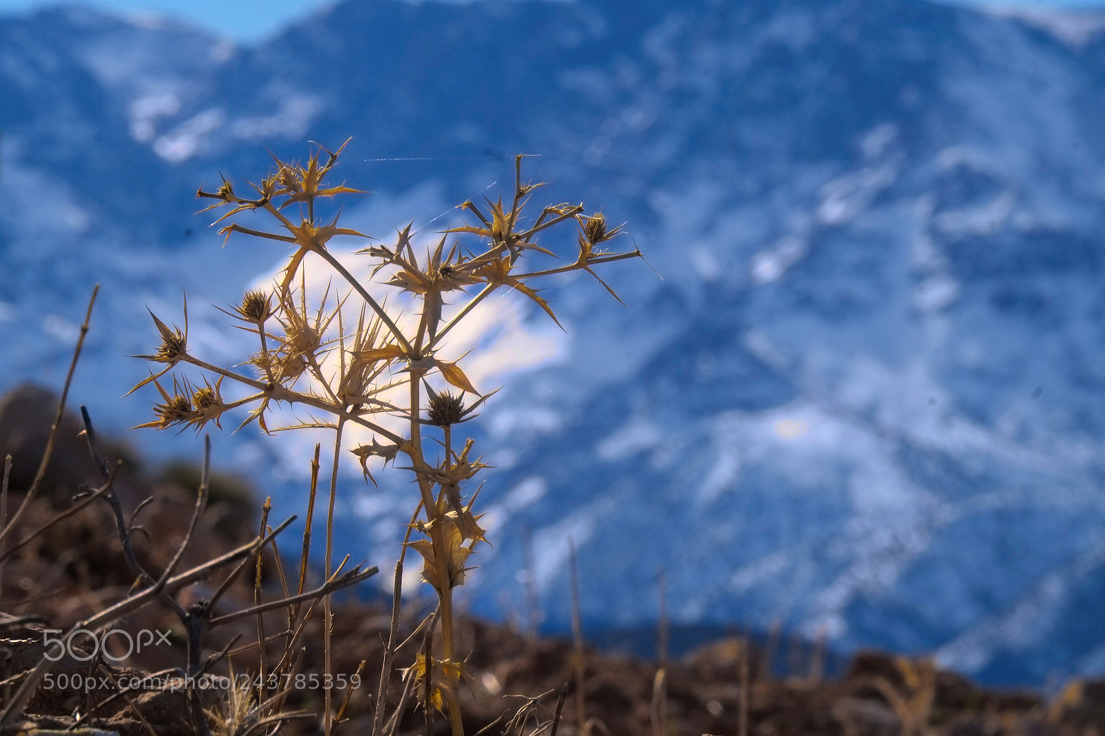 Fujifilm X-E1 sample photo. Spiky spicy space photography