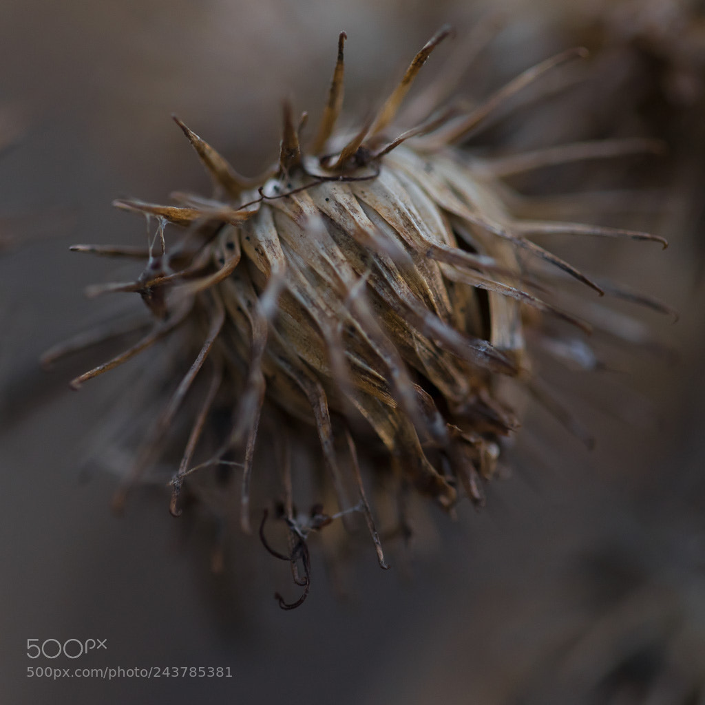 Sony a7 II sample photo. Carduus acanthoides photography