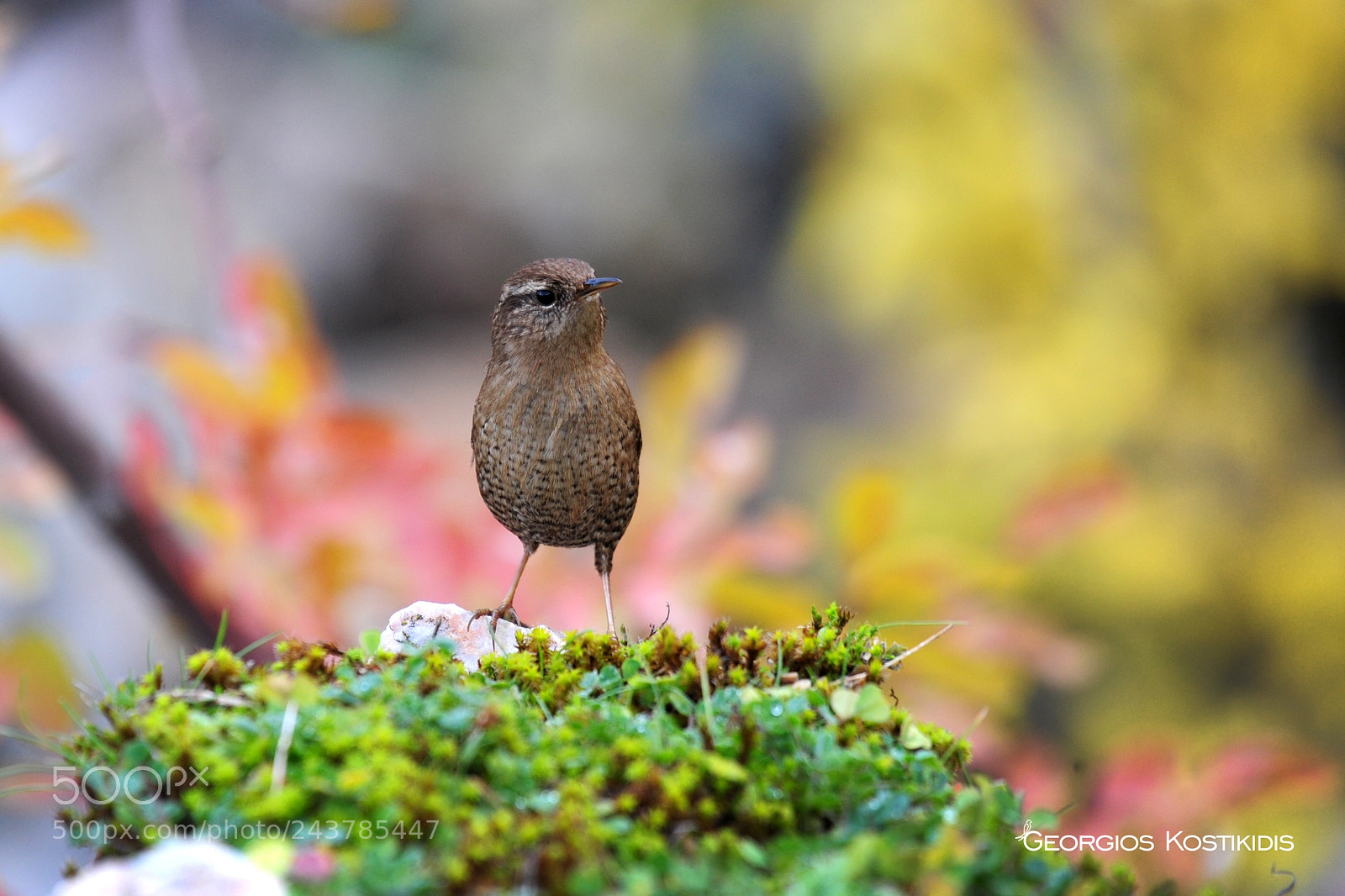 Nikon D3S sample photo. Troglodytes troglodytes photography