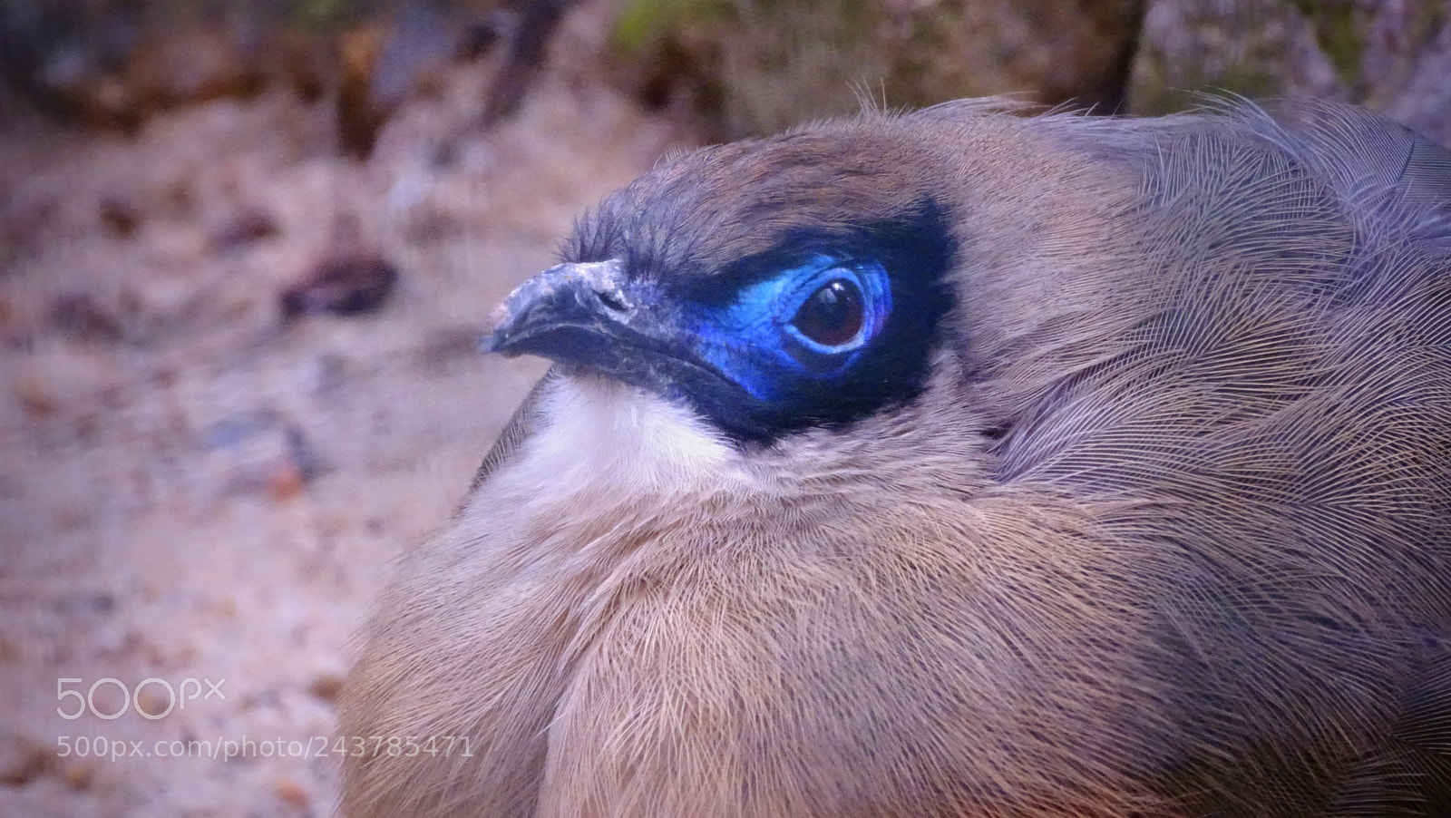 Sony Cyber-shot DSC-HX350 sample photo. Vogelbild photography