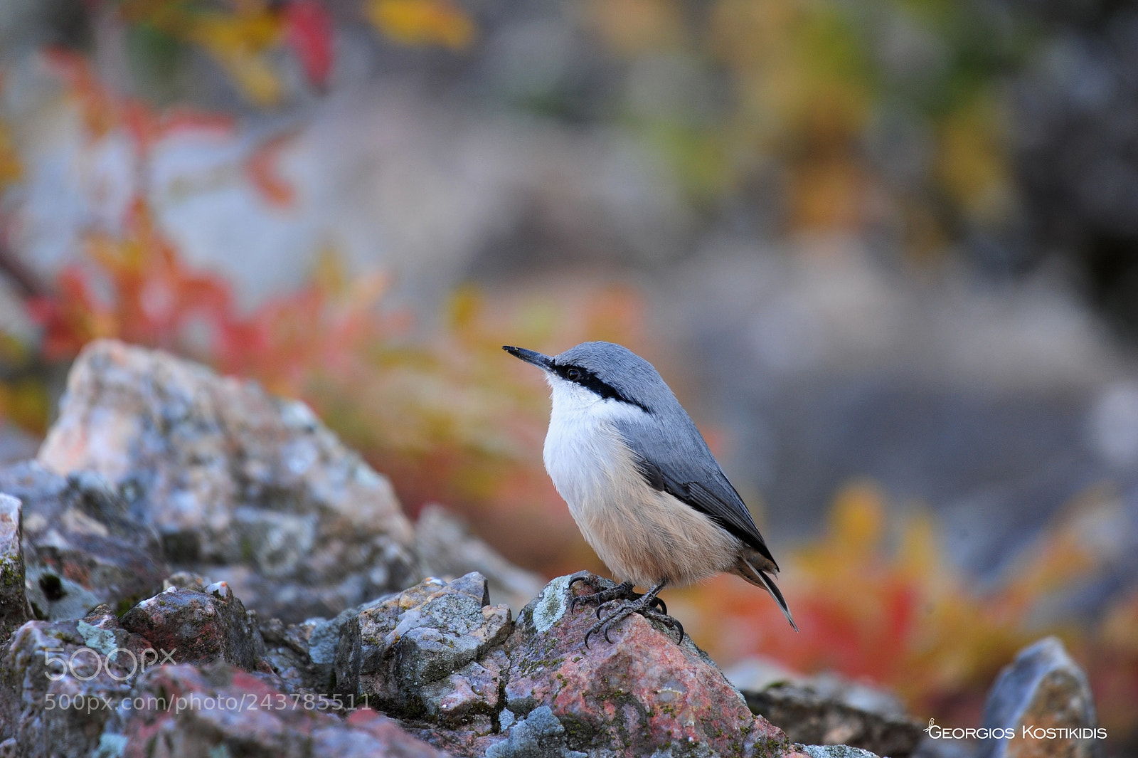 Nikon D3S sample photo. Sitta neumayer photography