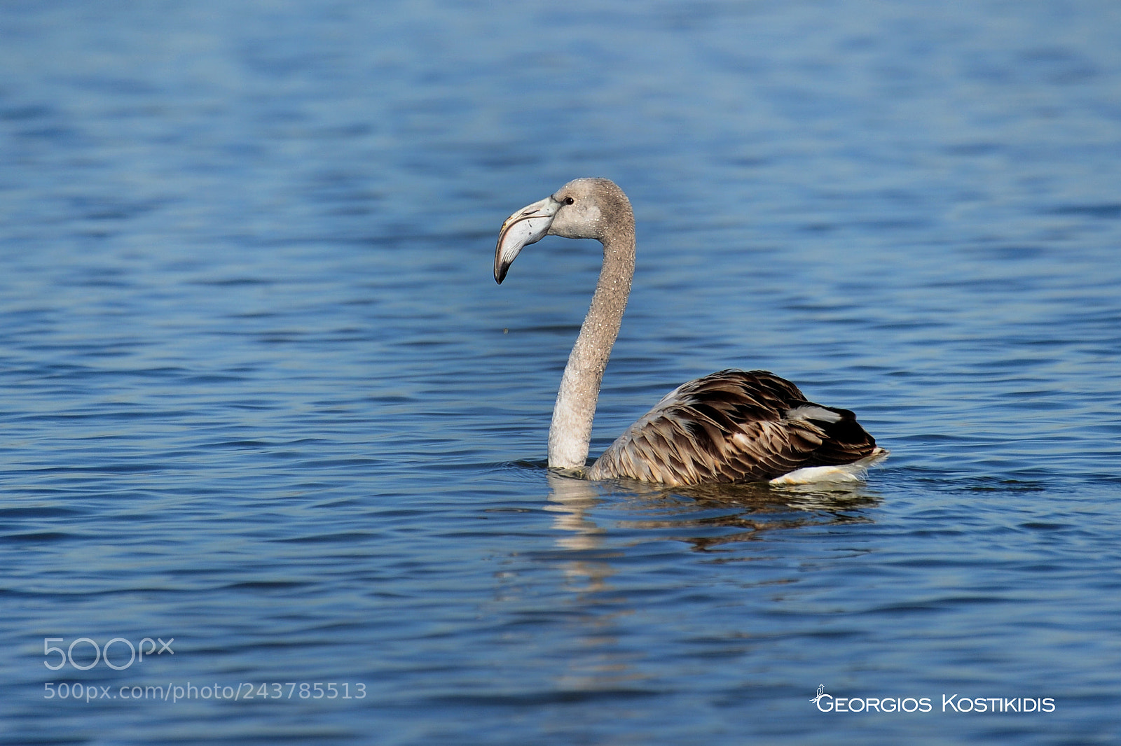 Nikon D3S sample photo. Flamingo photography
