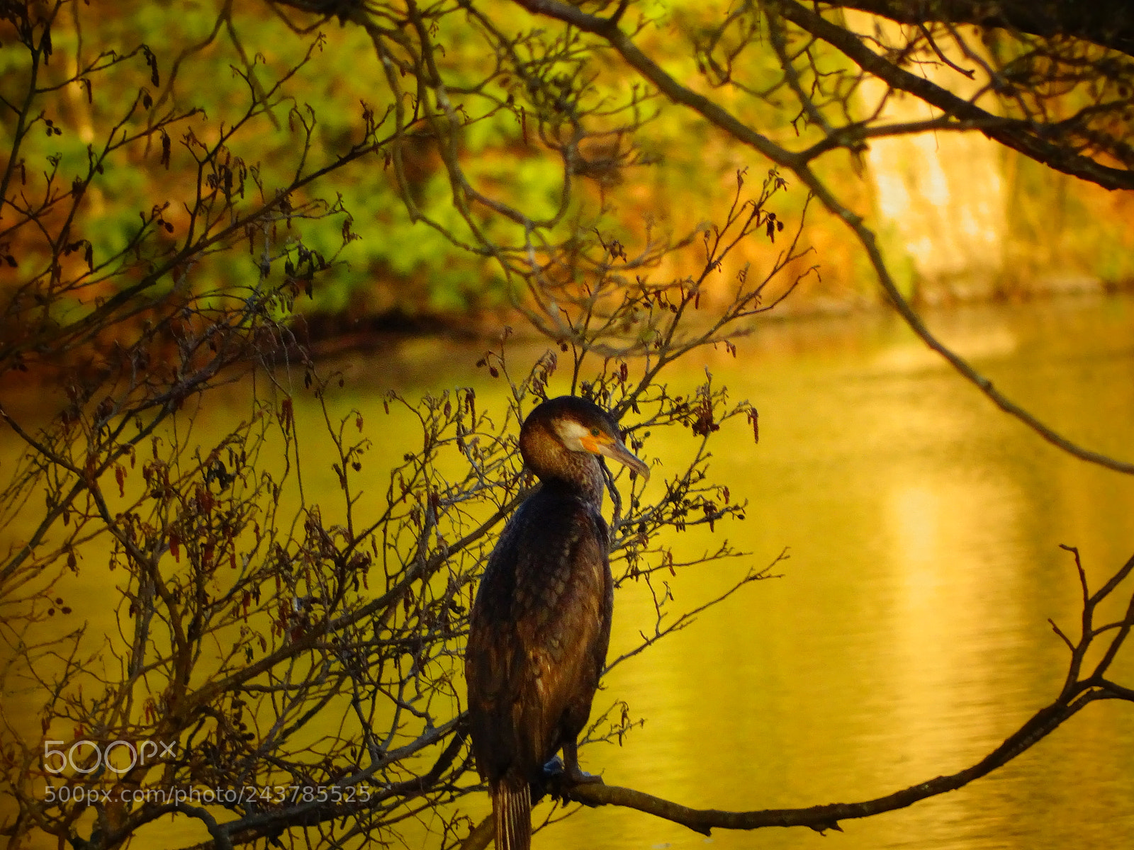 Sony Cyber-shot DSC-HX350 sample photo. Kormoran photography