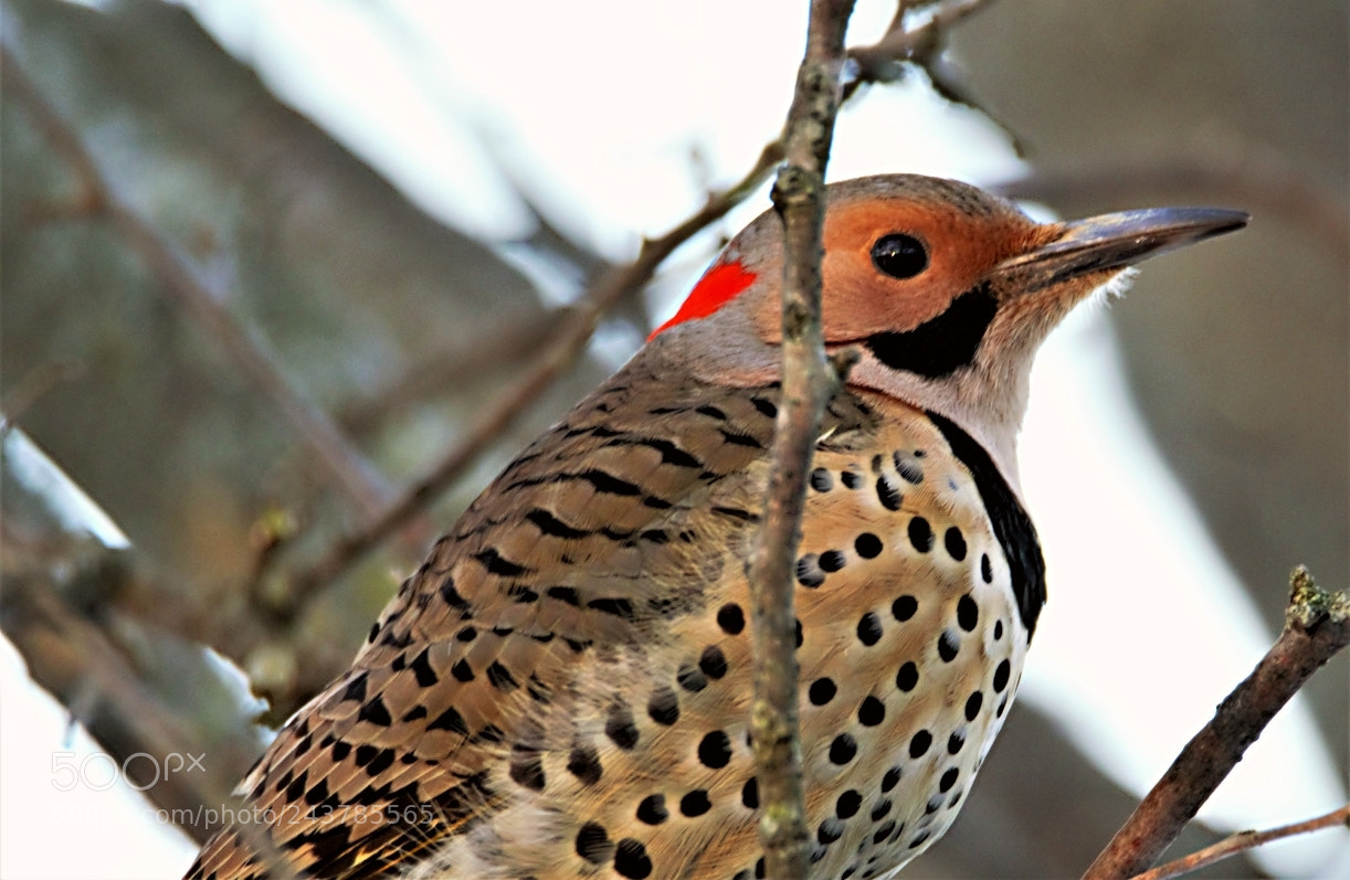 Canon EOS 60D sample photo. Flicker photography