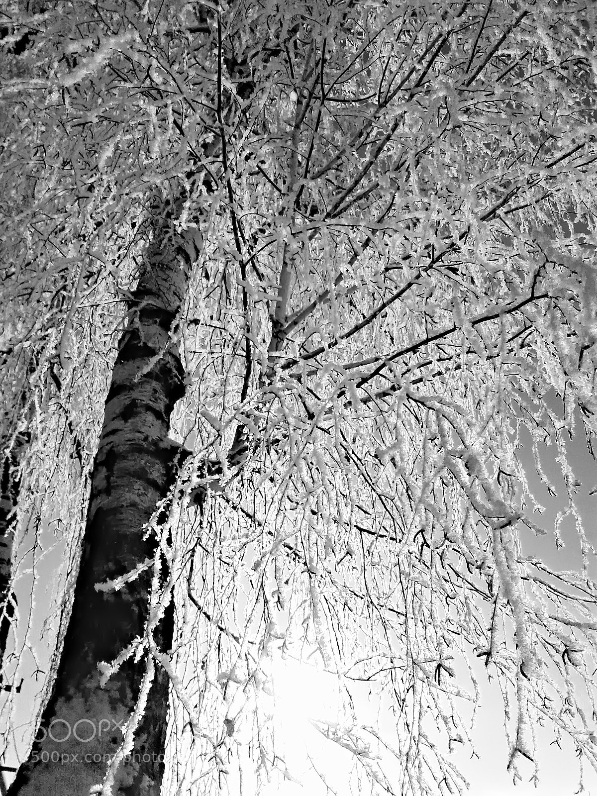 Samsung Galaxy J1 sample photo. Birch in white dress photography