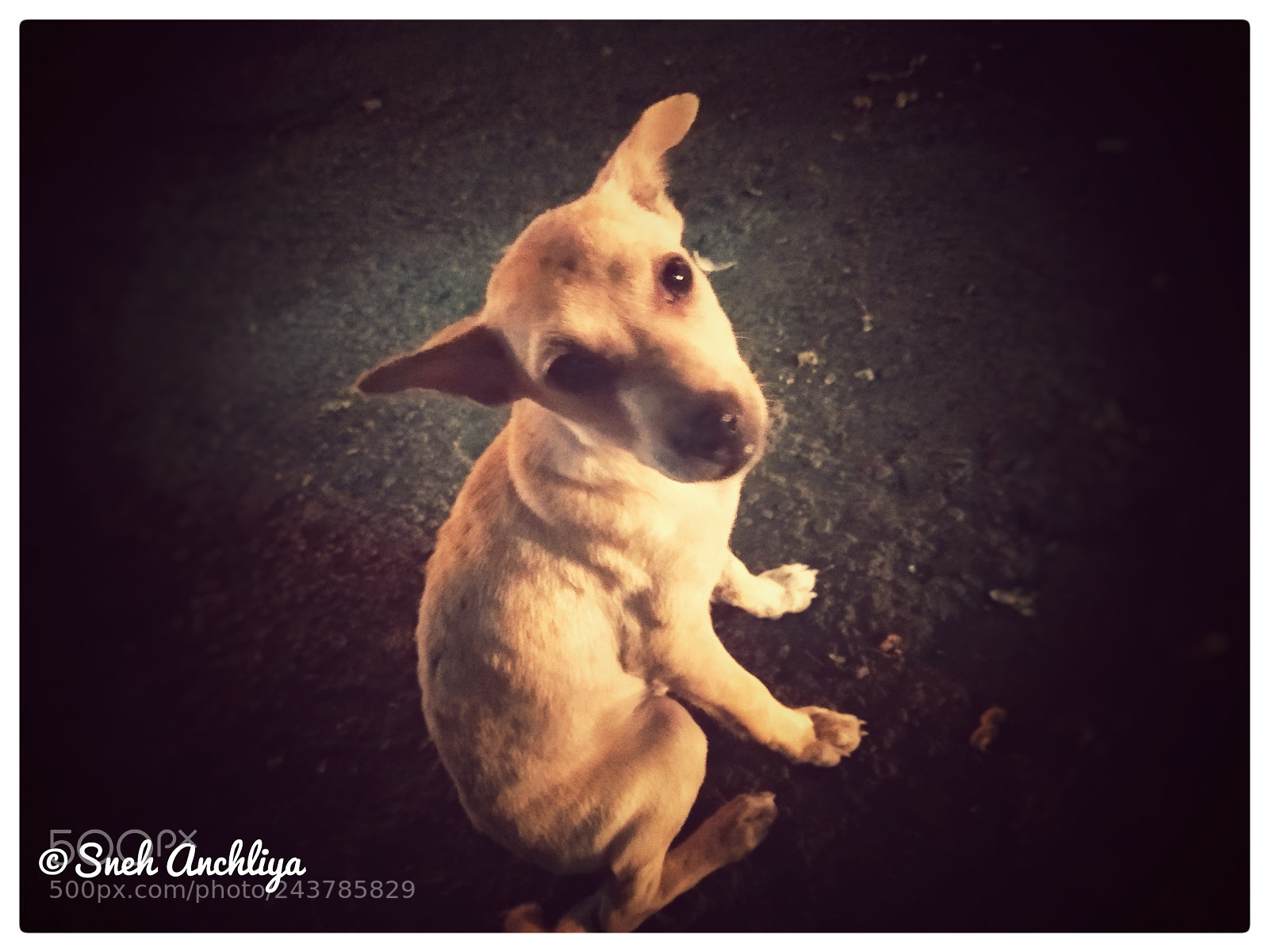 Xiaomi Mi A1 sample photo. Cuteness overloaded photography