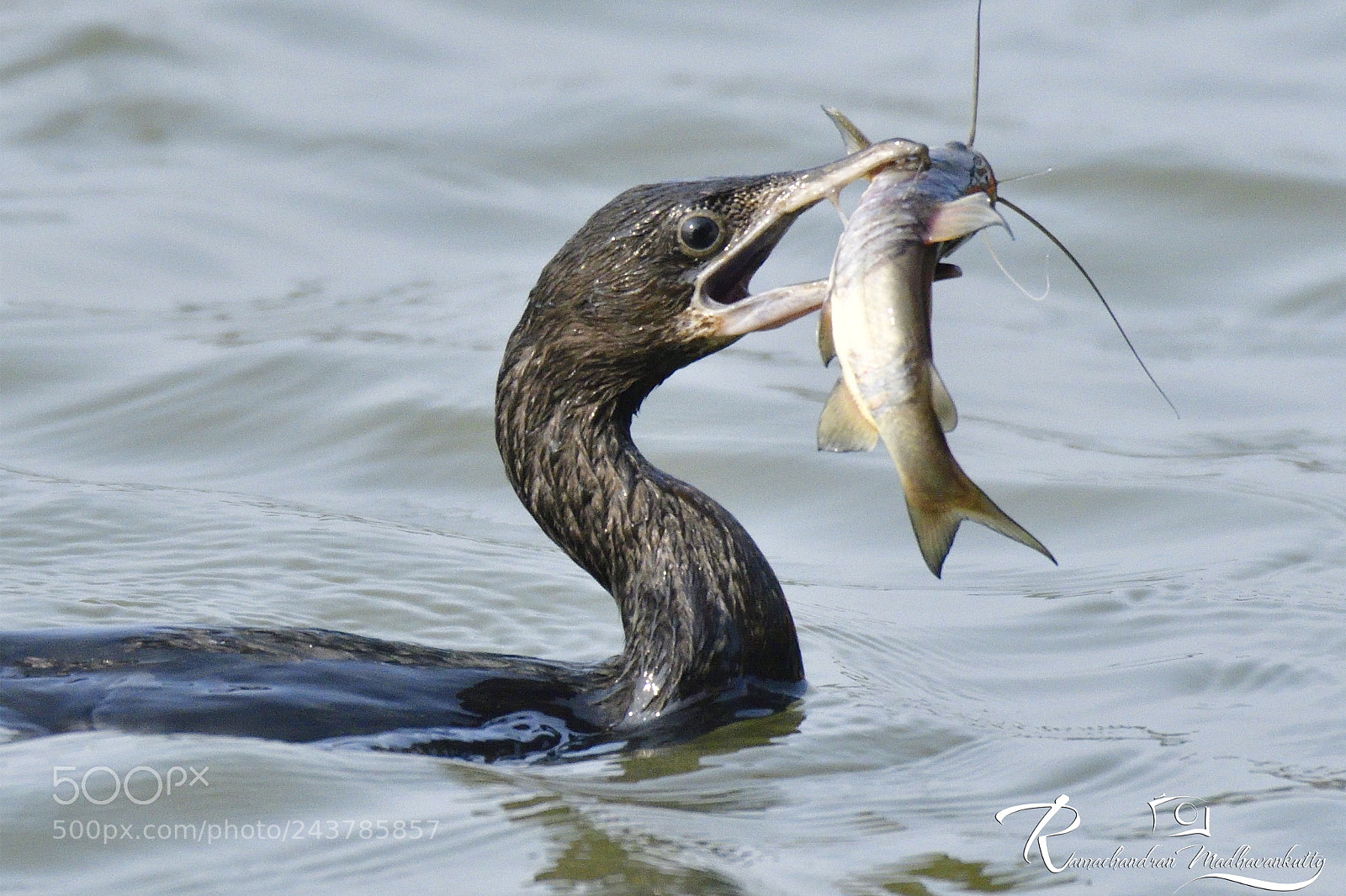 Nikon D500 sample photo. Little cormorant - catching photography