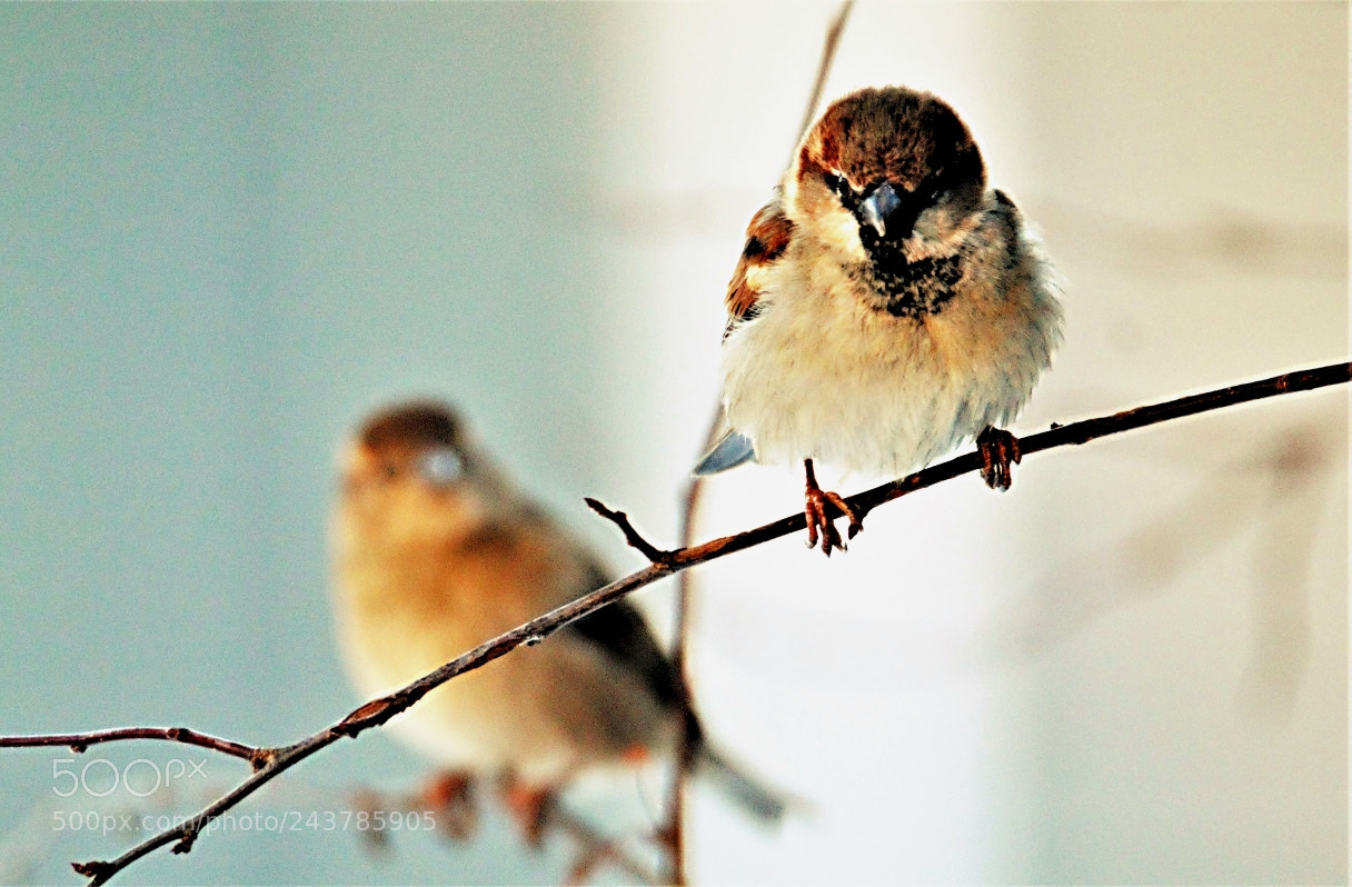 Canon EOS 60D sample photo. Two sparrows photography