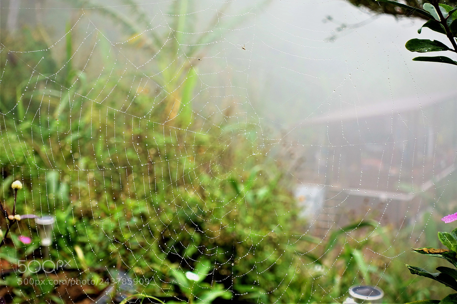 Sony Cyber-shot DSC-RX100 IV sample photo. Fresh photography