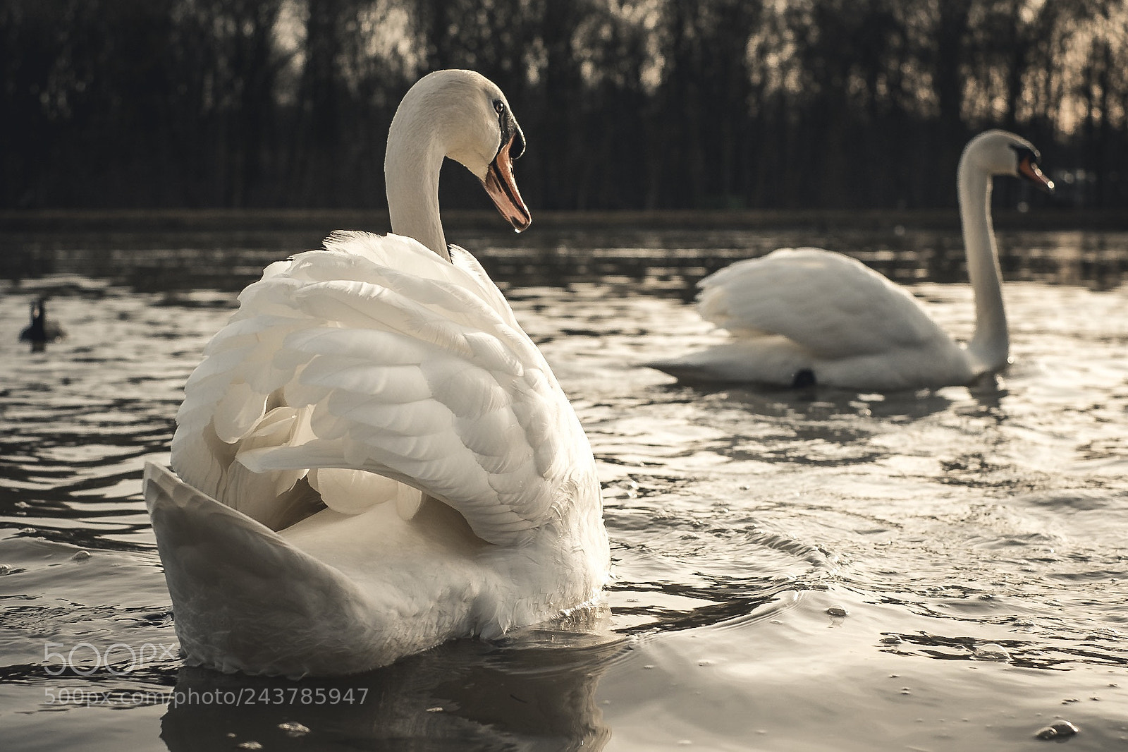Fujifilm X-T20 sample photo. The swan in the photography