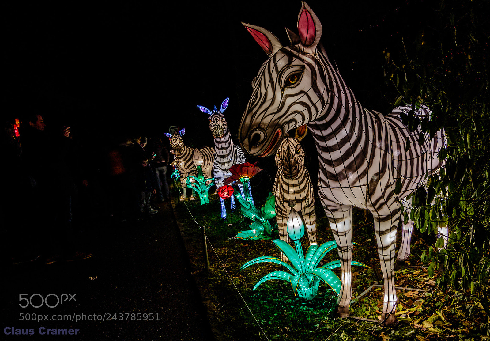 Canon EOS 7D Mark II sample photo. Light-zebra photography