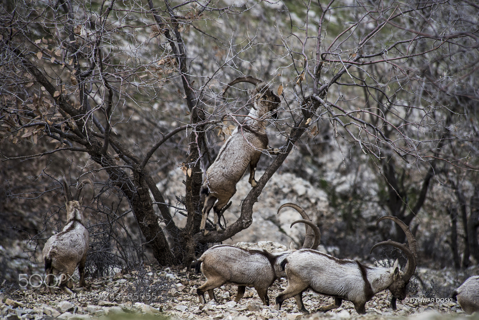 Nikon D810 sample photo. Wild life photography