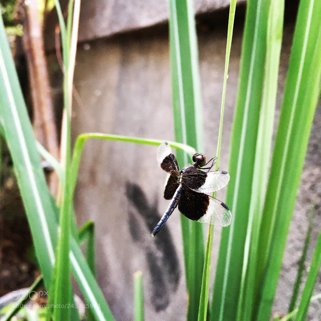 Apple iPhone 6s sample photo. Persistence is what makes photography