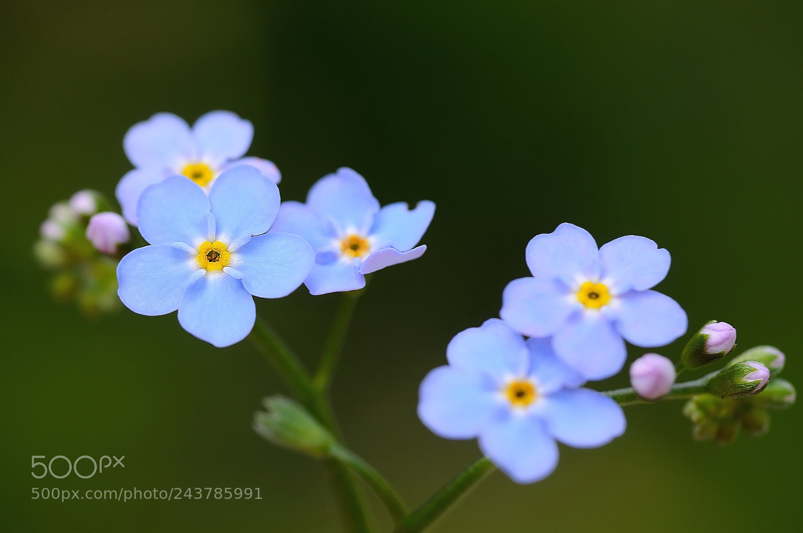 Nikon D5000 sample photo. Little beauty photography
