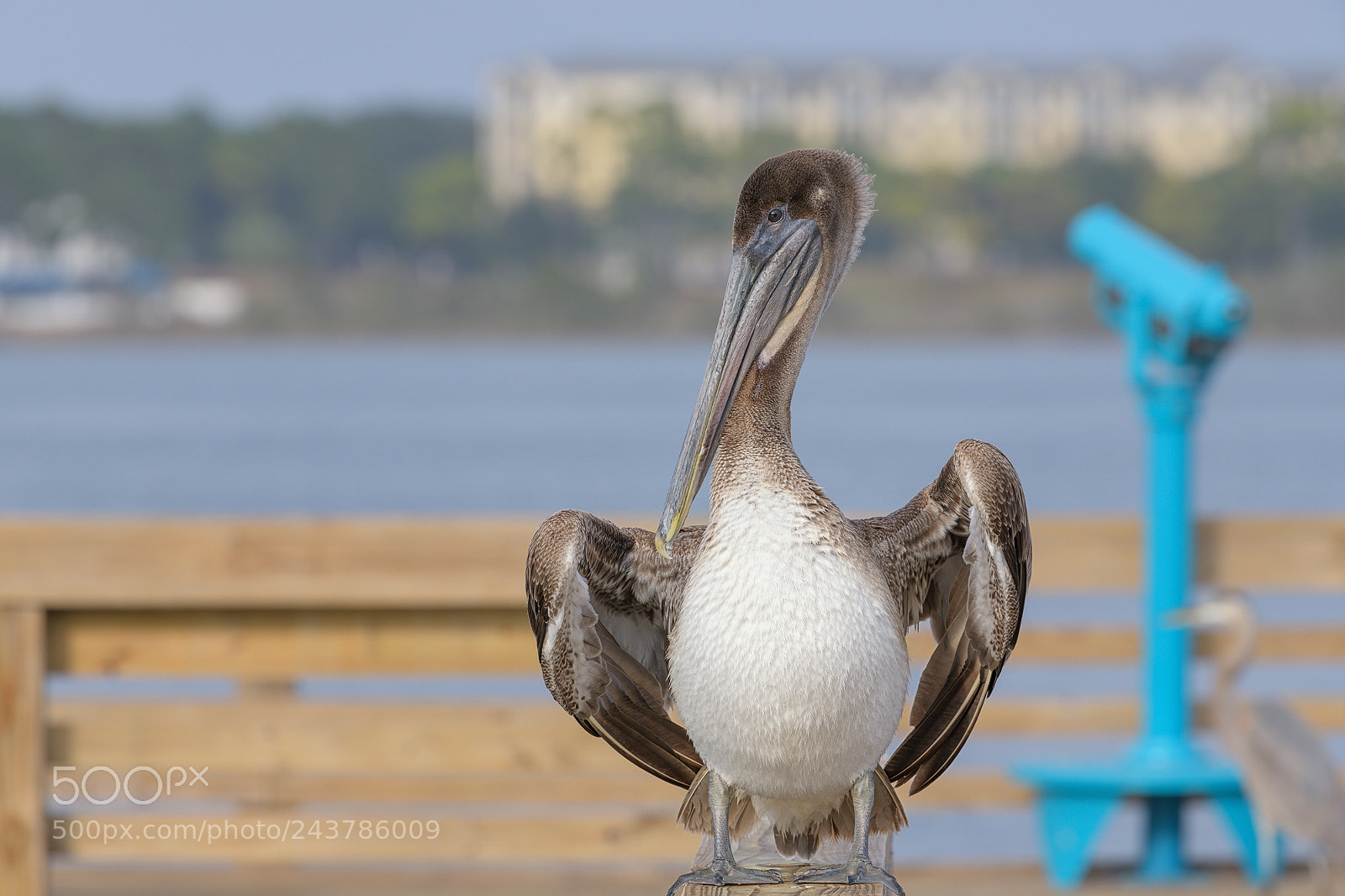 Nikon D850 sample photo. St andrews brown pelican photography