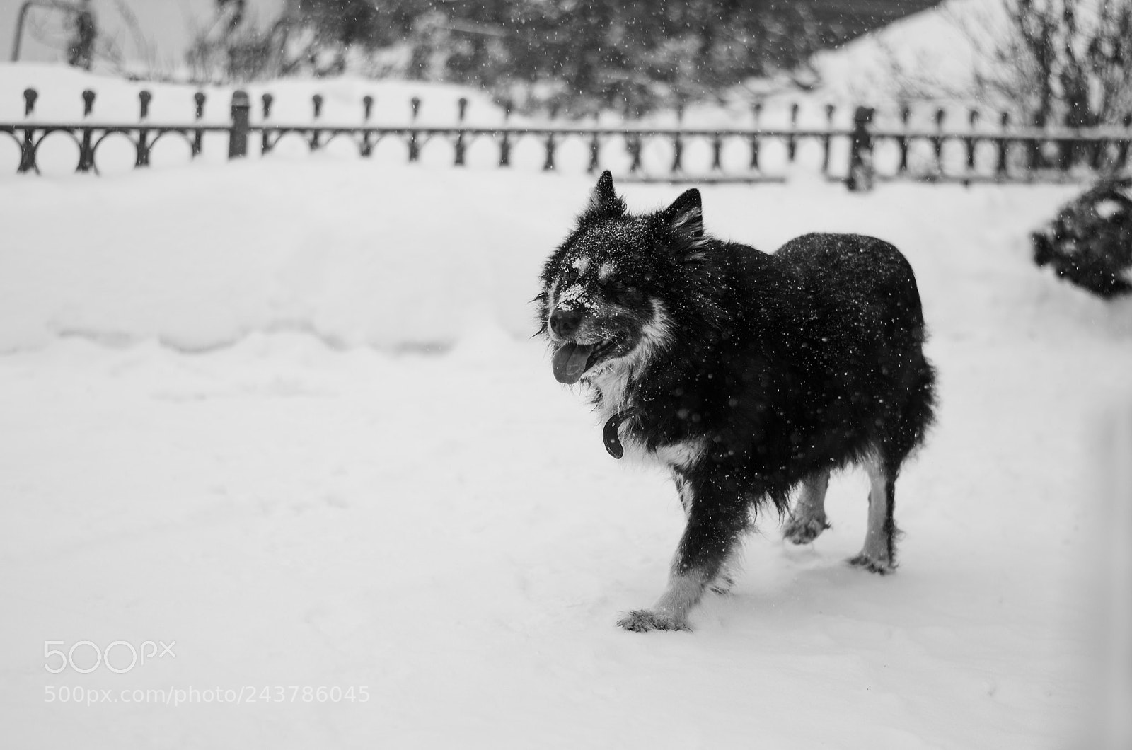 Nikon D5100 sample photo. Собачка photography