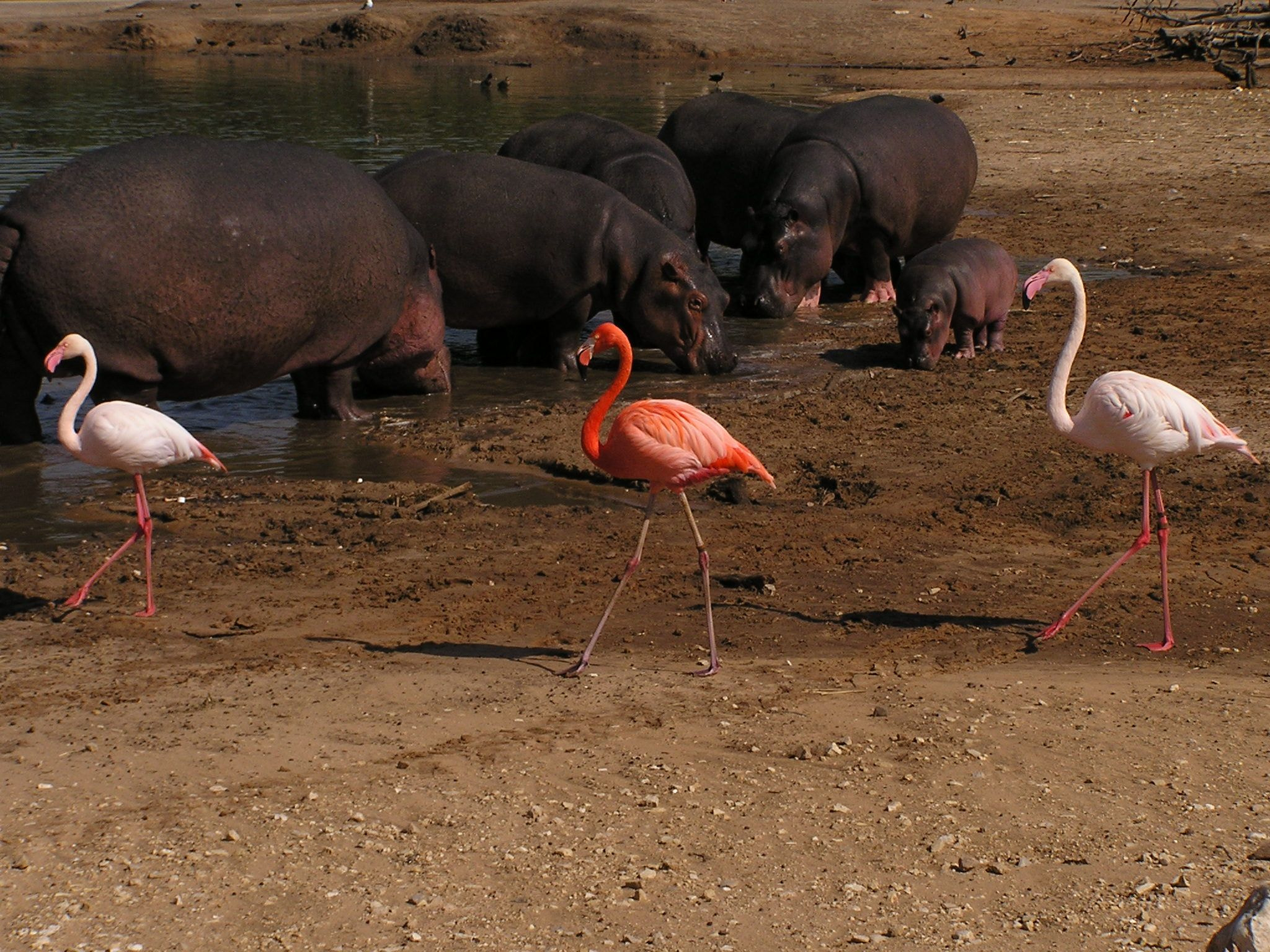 Olympus C740UZ sample photo. 3 flamingo in a row with hyppos photography