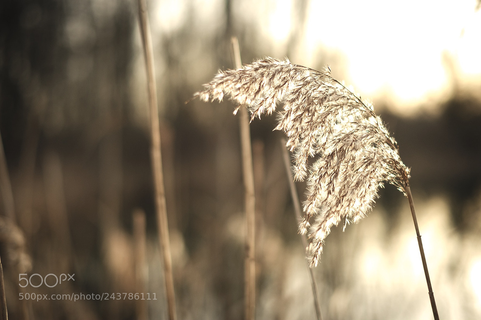 Fujifilm X-T20 sample photo. Near the lake photography