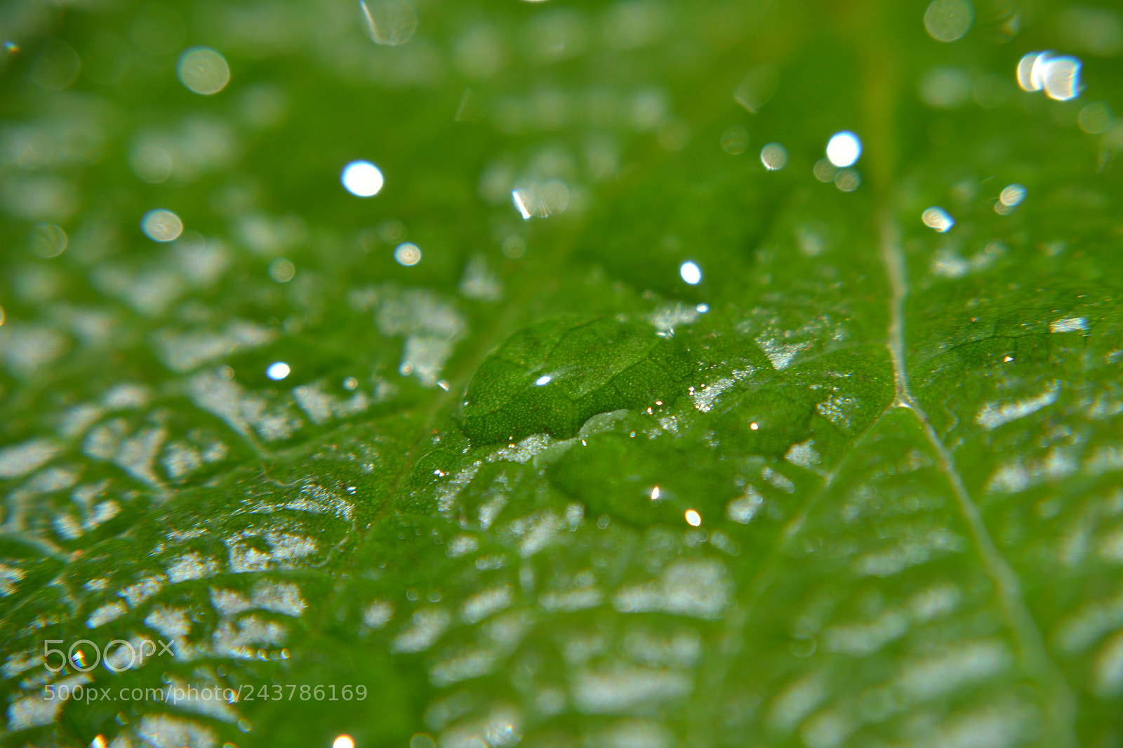 Nikon D3100 sample photo. The leaf that drinks photography