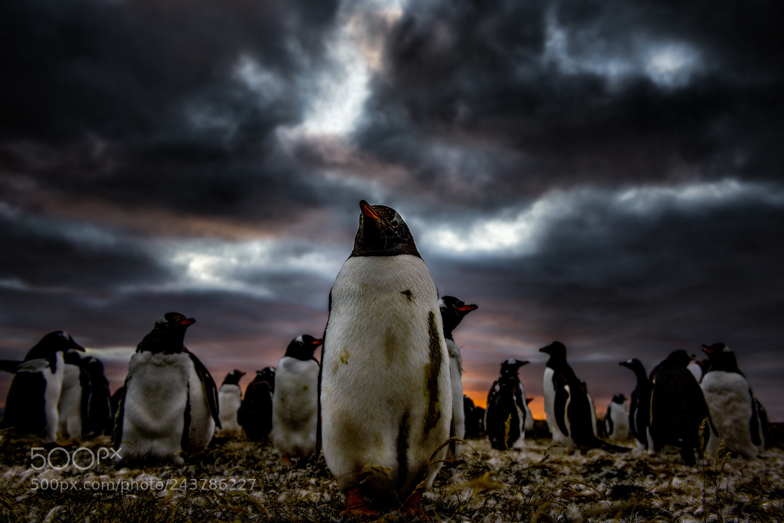 Nikon D800 sample photo. Gentoo sunset photography