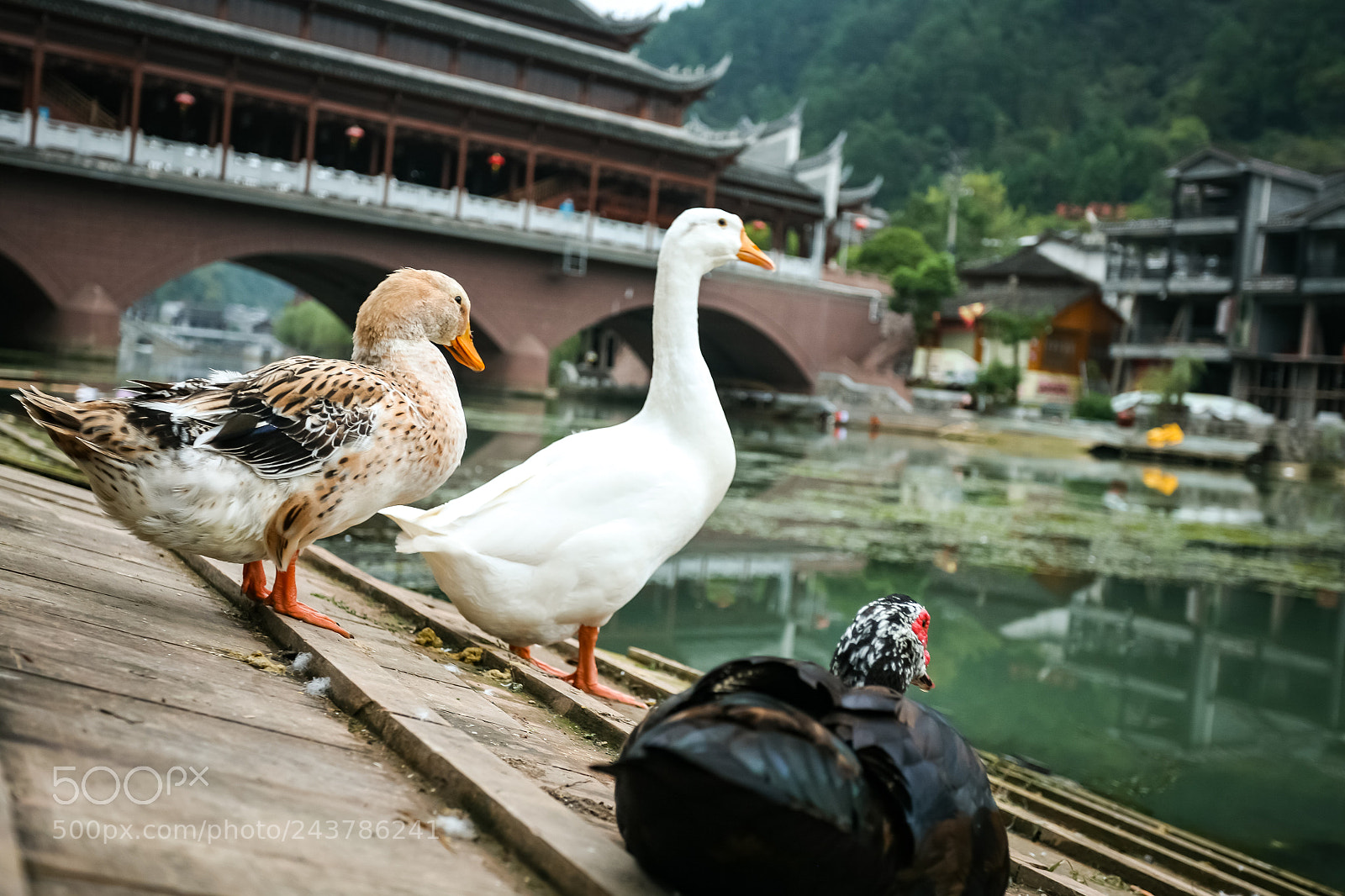 Canon EOS 5D sample photo. Duck duck goose! photography
