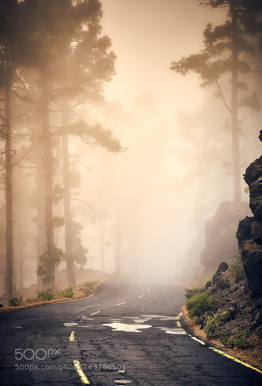 Sony a7R II sample photo. Foggy road photography