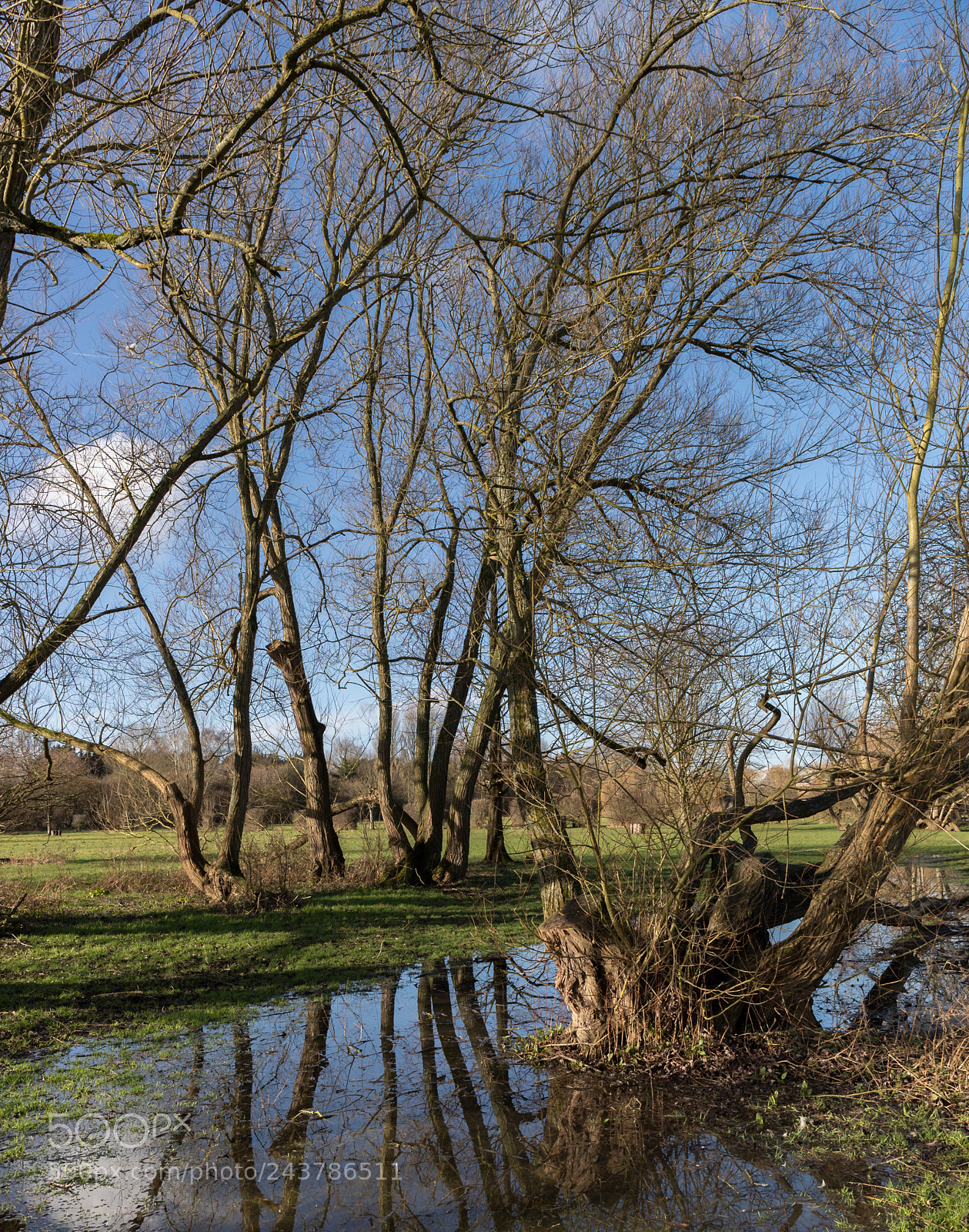 Canon EOS-1D X Mark II sample photo. Flooded meadow photography
