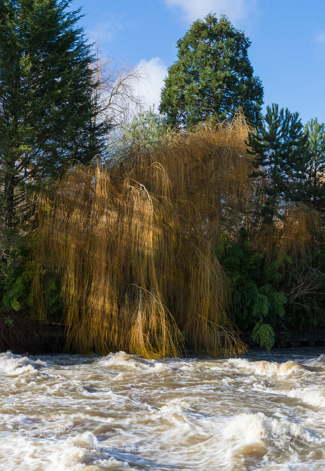 Canon EOS-1D X Mark II sample photo. Weeping willow photography