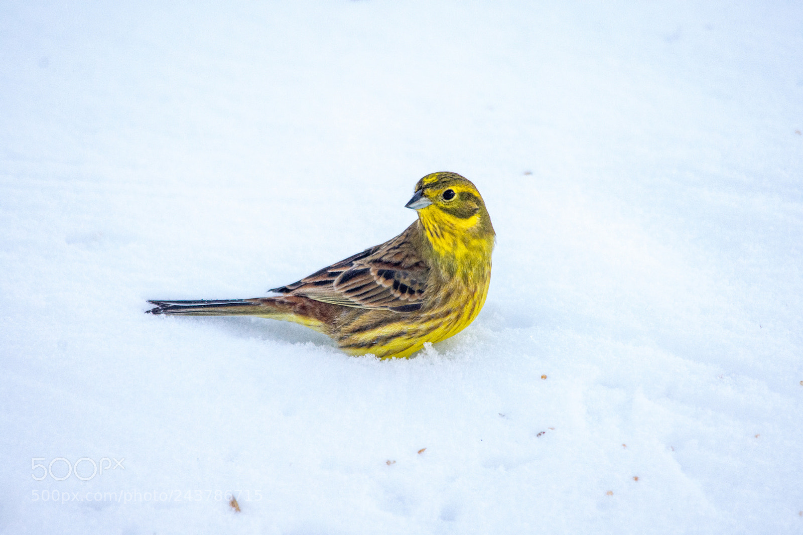 Nikon D7200 sample photo. Yellowhammer landed in the photography