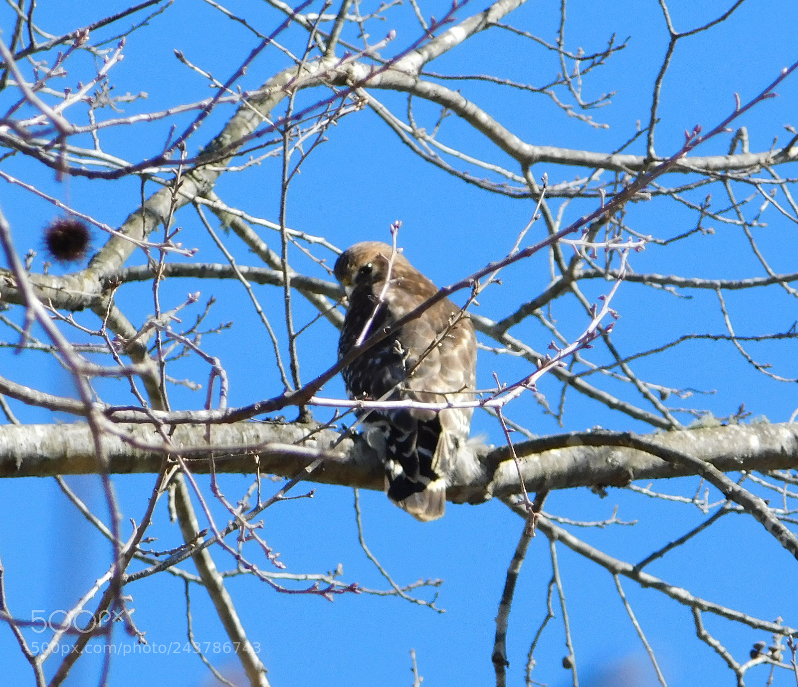 Nikon Coolpix B500 sample photo. Hawk photography
