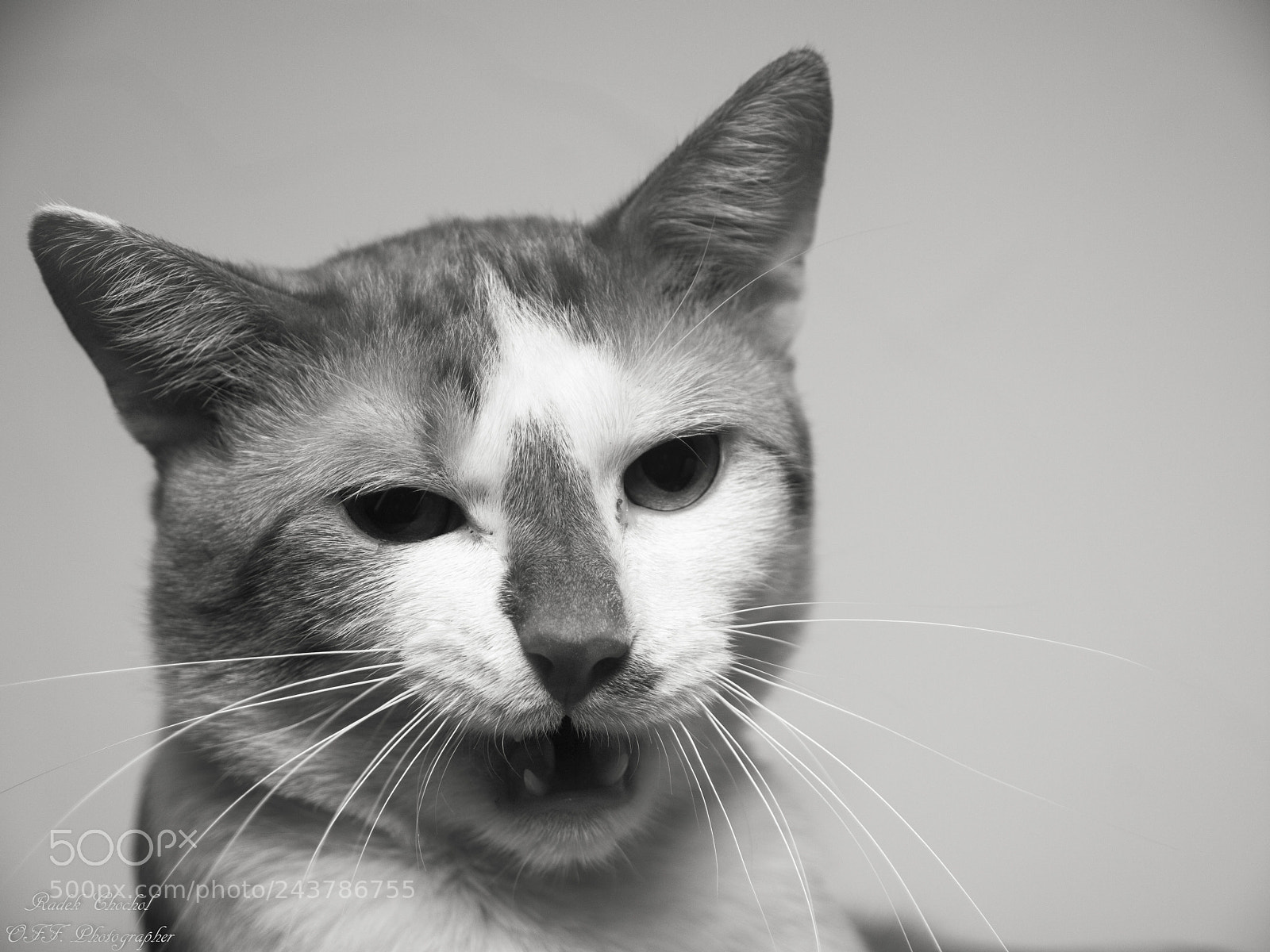 Olympus E-5 sample photo. Kitty faces photography