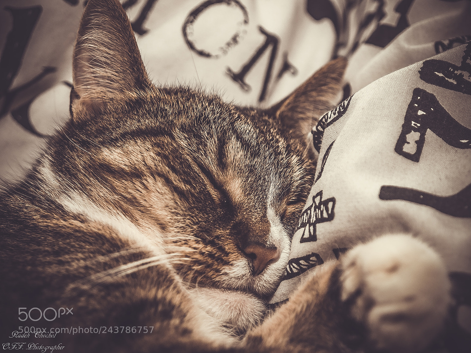 Olympus E-5 sample photo. Kitty faces photography