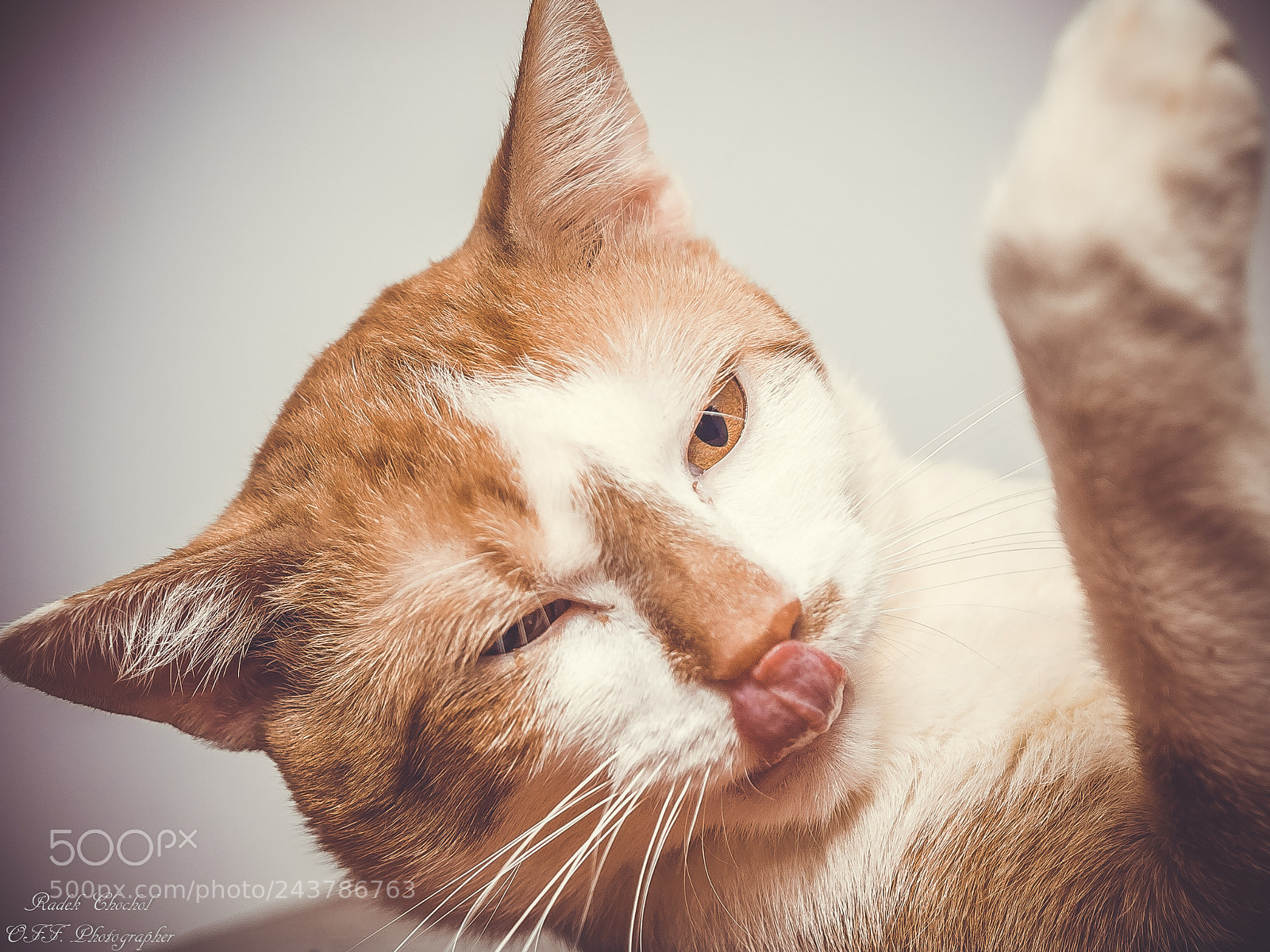 Olympus E-5 sample photo. Kitty faces photography