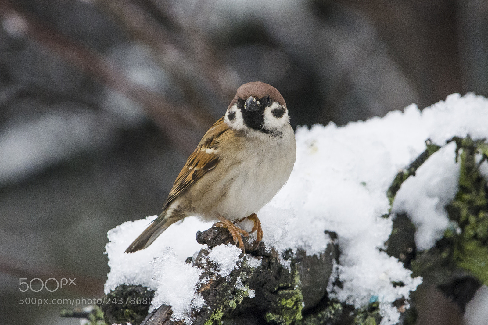 Nikon D7100 sample photo. Eurasian tree sparrow photography