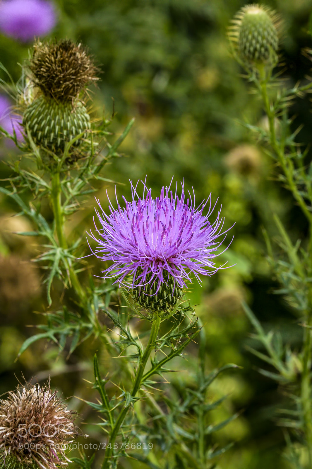 Canon EOS 60D sample photo. Bull thistle photography