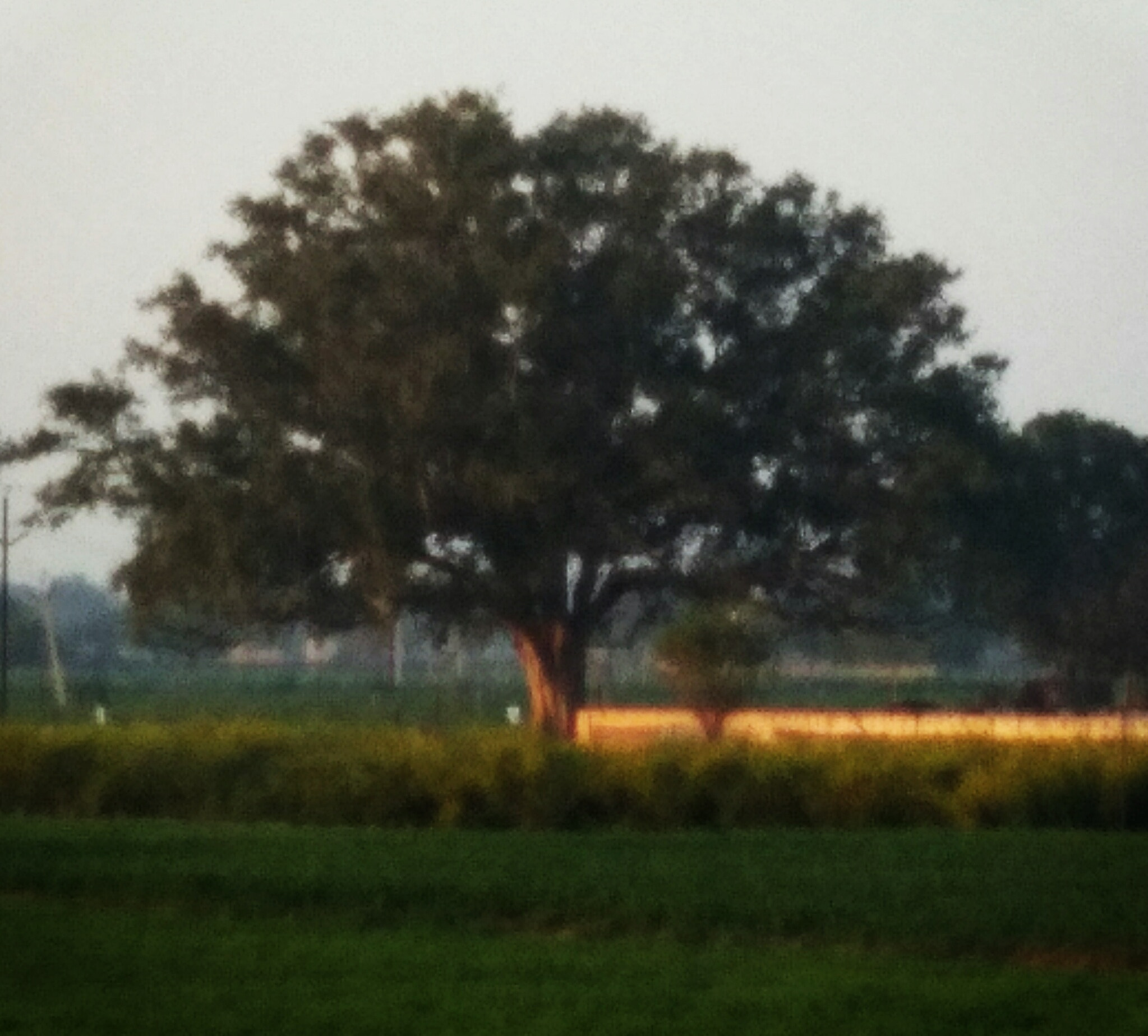 vivo Y55s sample photo. Tree photography