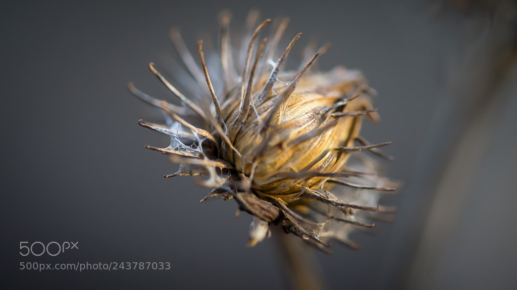 Sony a7 II sample photo. Plumeless thistle photography