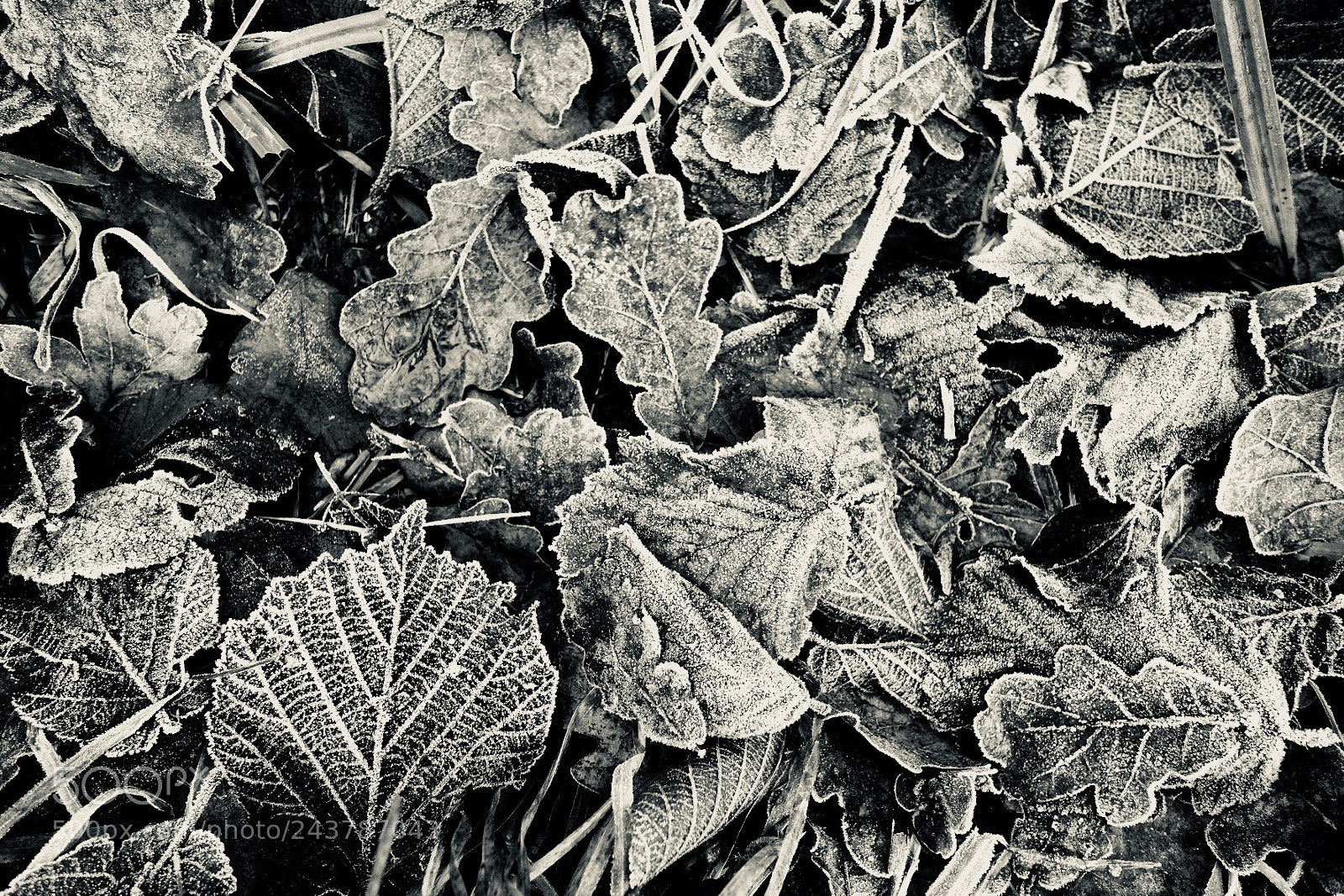 Fujifilm X-T1 sample photo. Frosty leaves photography