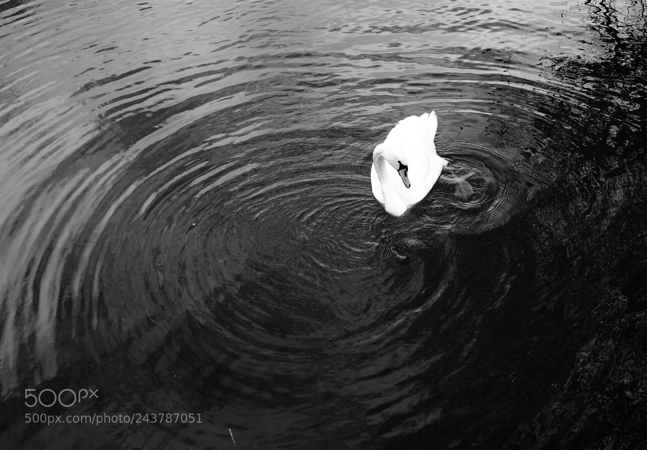 Fujifilm X-T1 sample photo. B&w swan photography