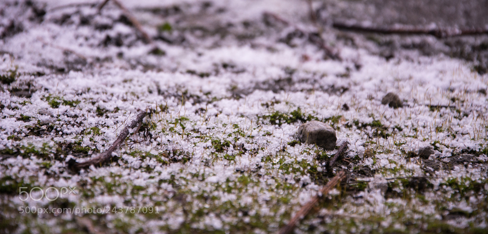 Nikon D7100 sample photo. Miniature nature photography