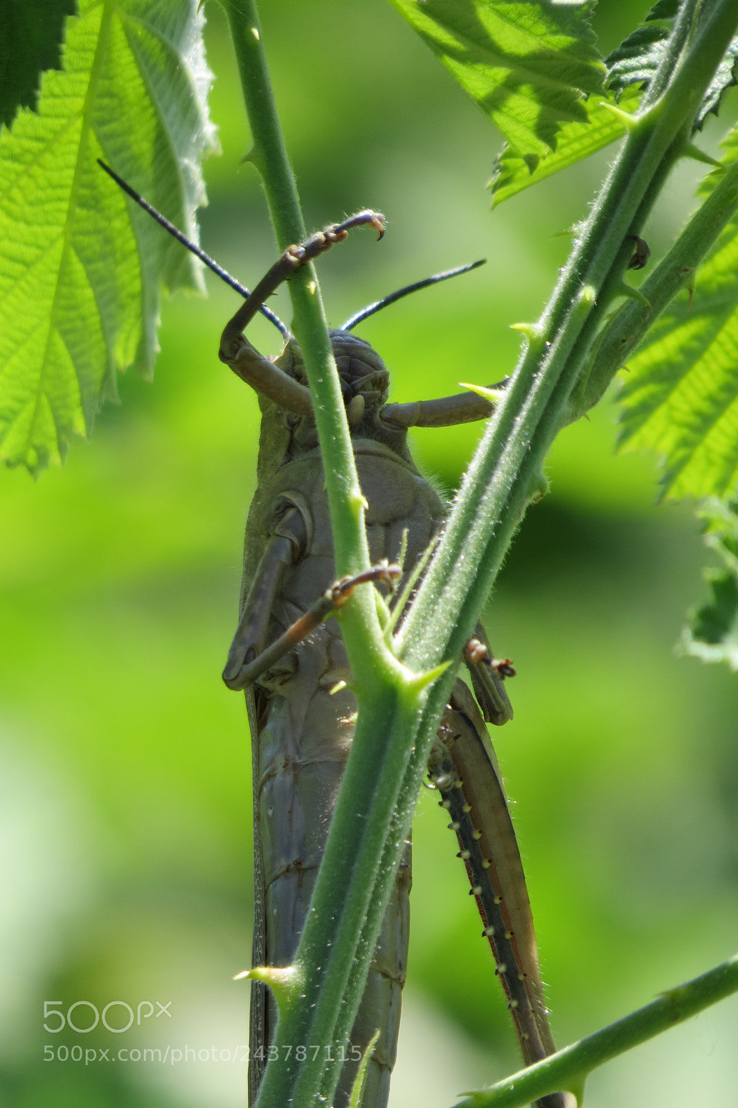 Canon PowerShot SX50 HS sample photo. Locust photography