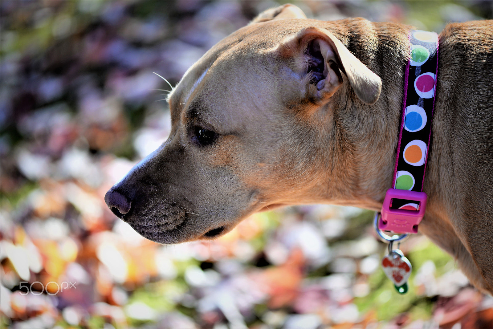 Nikon AF-S Micro-Nikkor 105mm F2.8G IF-ED VR sample photo. Family matriarch photography