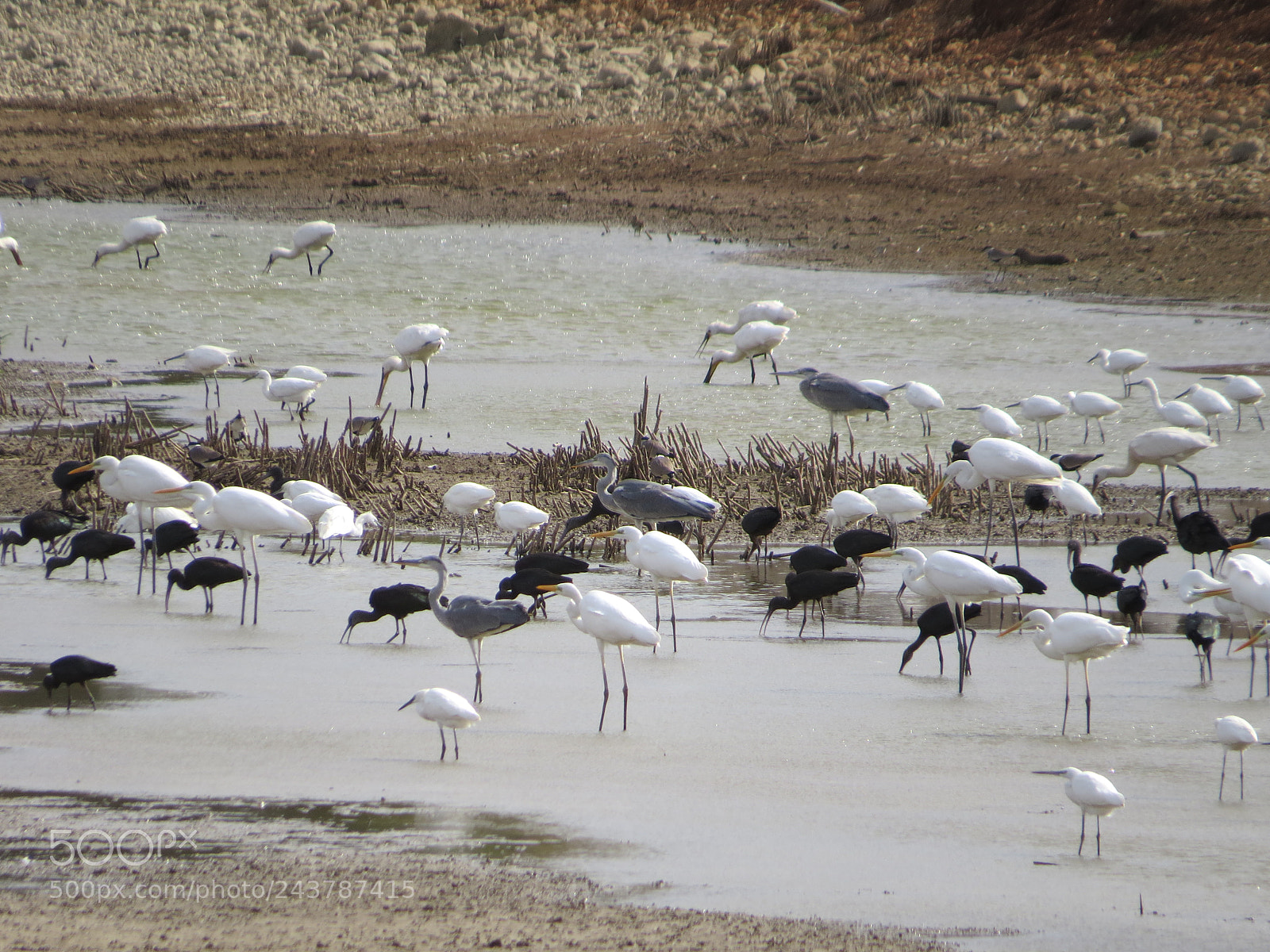Canon PowerShot SX50 HS sample photo. Waders - birds photography