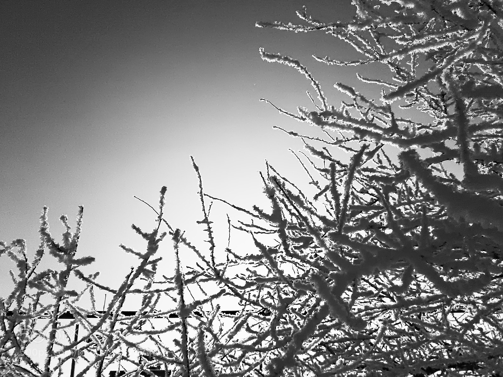 Samsung Galaxy J1 sample photo. Snowy branches photography