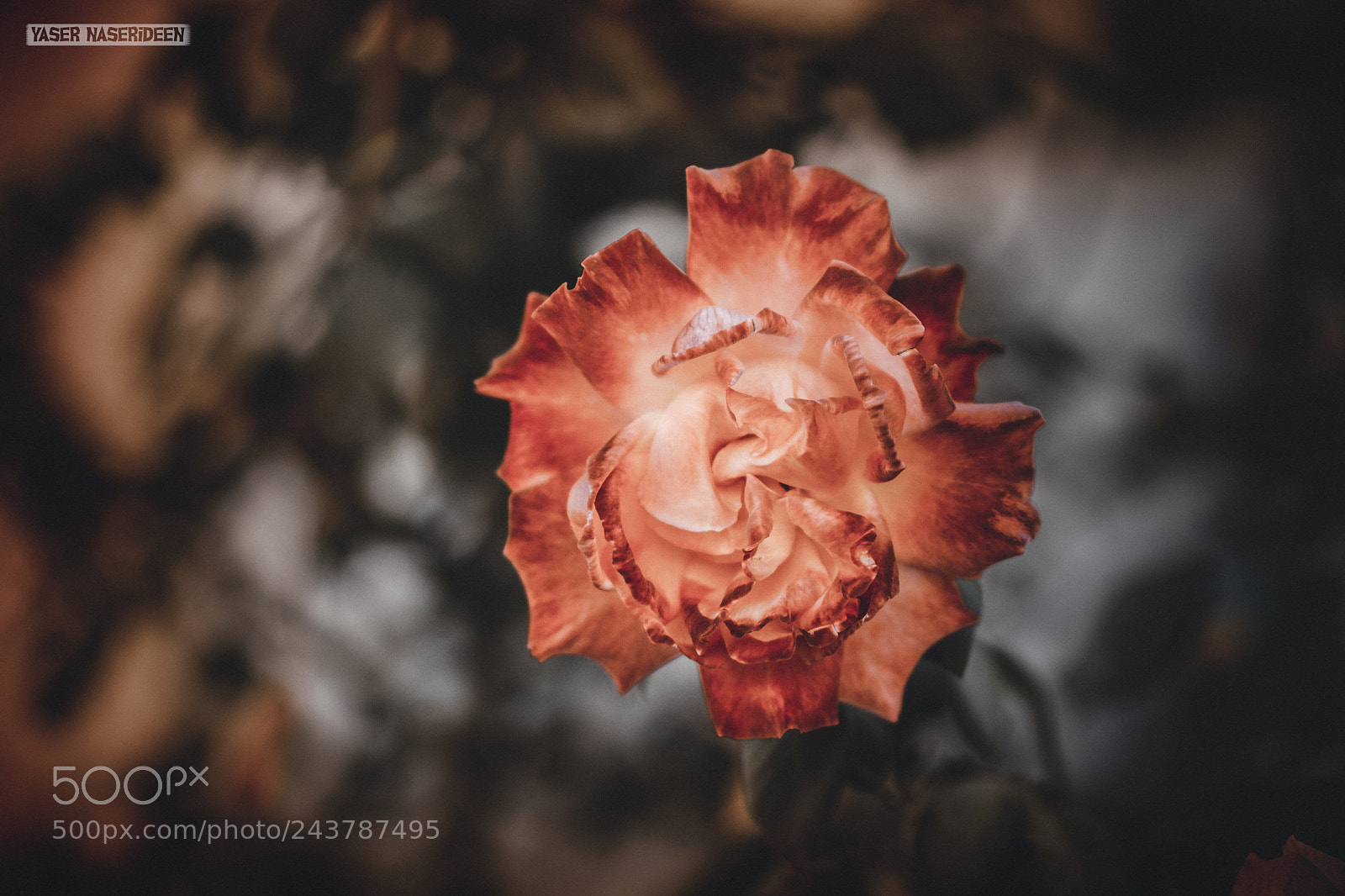Nikon D7100 sample photo. Red rose photography