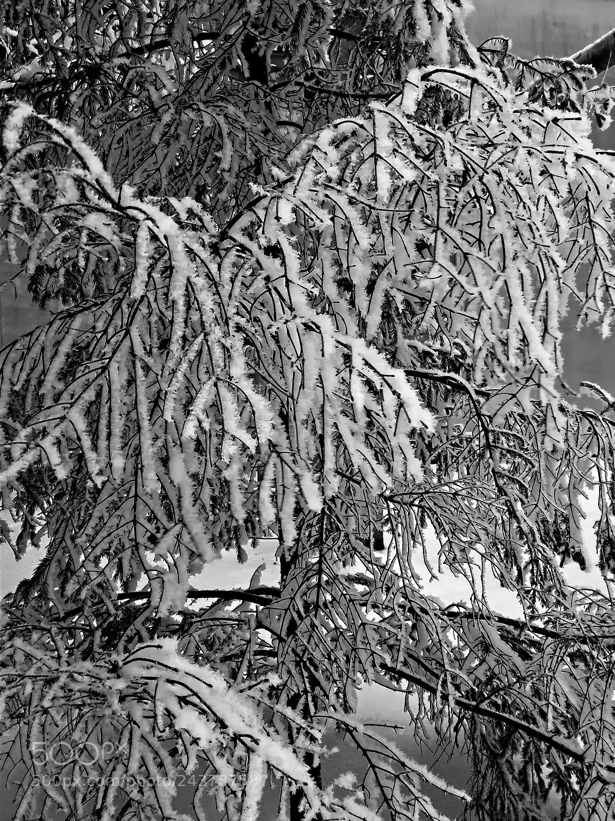 Samsung Galaxy J1 sample photo. Snowy brances photography