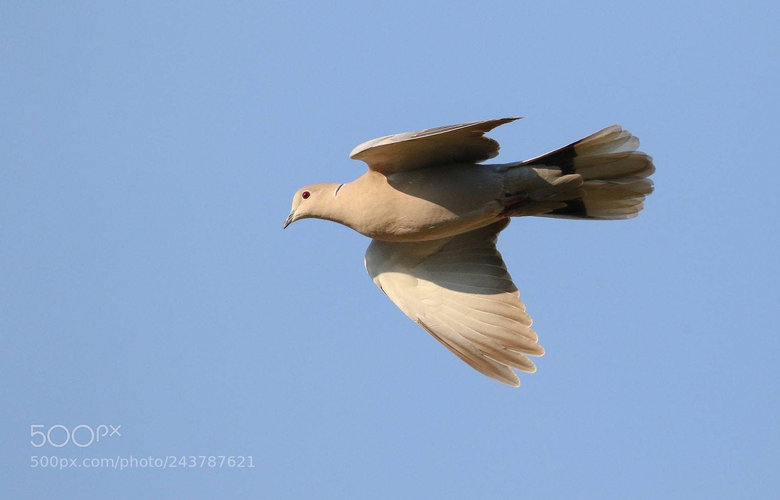 Canon EOS 7D Mark II sample photo. Eurasian collared dove photography