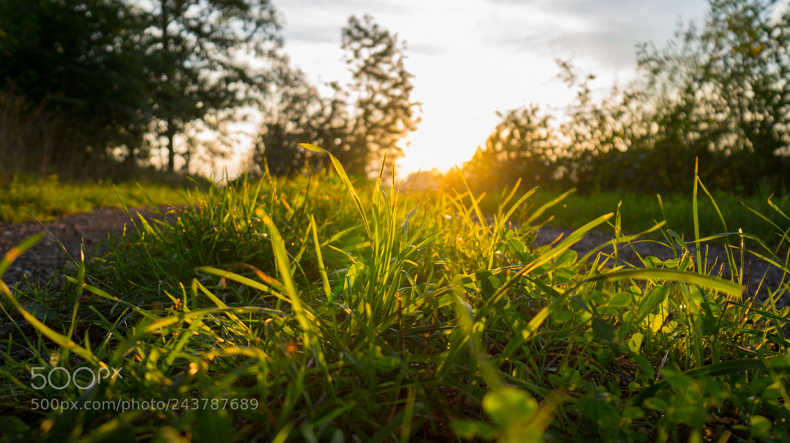 Sony Alpha NEX-5R sample photo. Aiden iv photography