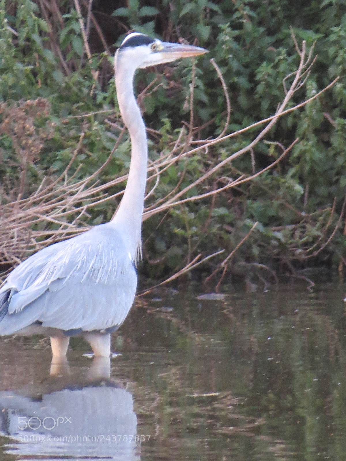 Canon PowerShot SX50 HS sample photo. Herons photography