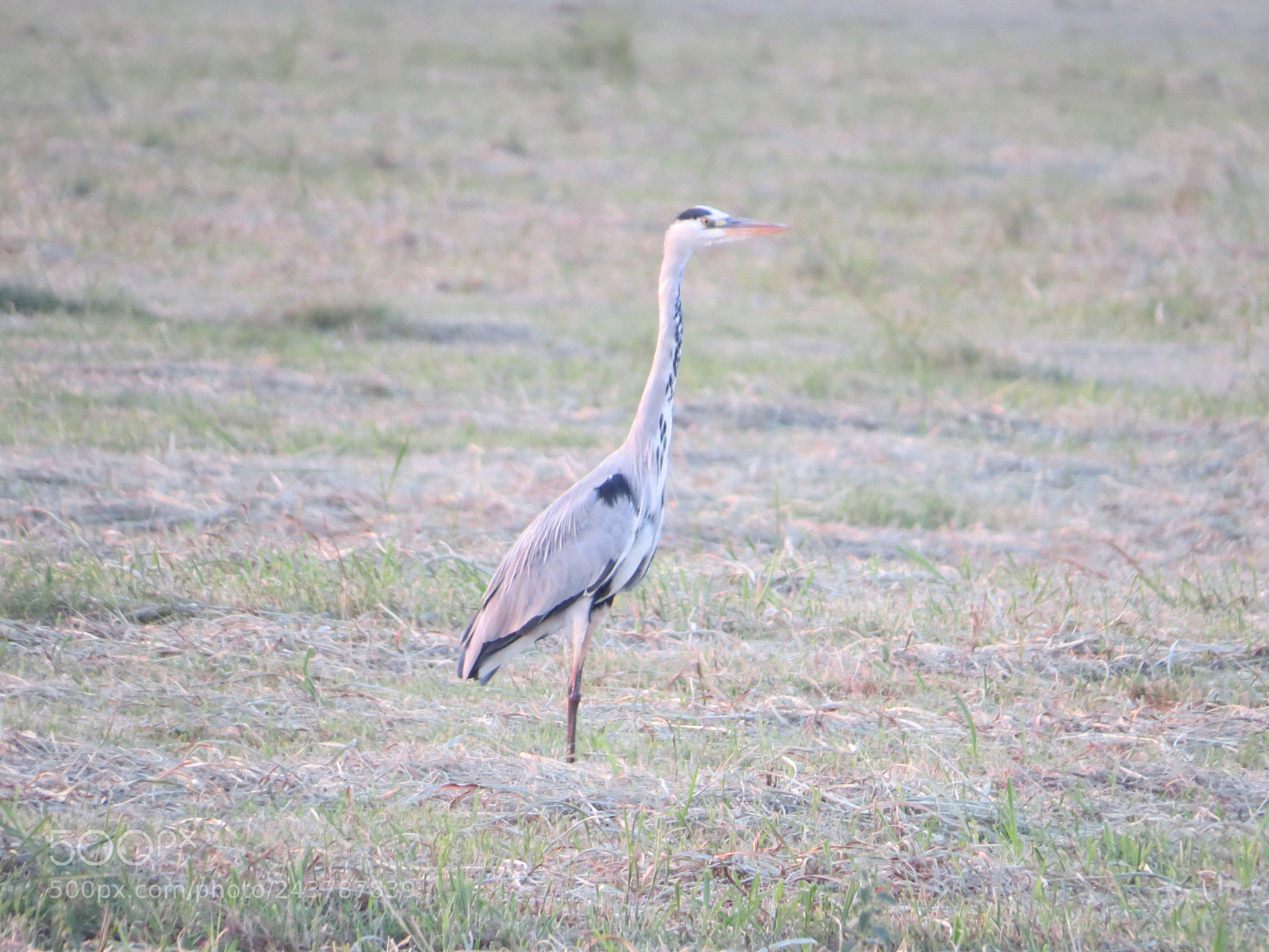 Canon PowerShot SX50 HS sample photo. Herons photography